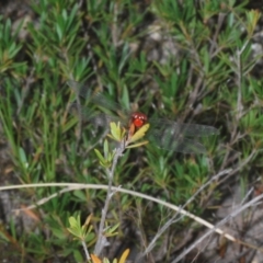 Diplacodes bipunctata at Paddys River, ACT - 30 Dec 2020