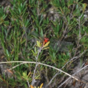 Diplacodes bipunctata at Paddys River, ACT - 30 Dec 2020