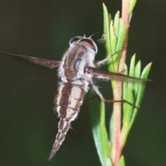 Trichophthalma nicholsoni (Nicholson's tangle-veined fly) at Paddys River, ACT - 30 Dec 2020 by Harrisi