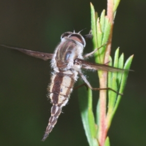 Trichophthalma nicholsoni at Paddys River, ACT - 30 Dec 2020