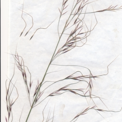 Austrostipa bigeniculata (Kneed Speargrass) at Mount Majura - 1 Jan 2021 by waltraud