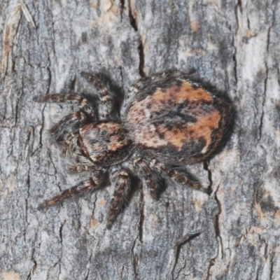 Servaea incana (Hoary Servaea) at Downer, ACT - 28 Dec 2020 by Harrisi