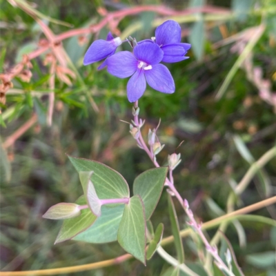 Veronica perfoliata (Digger's Speedwell) at Tuggeranong DC, ACT - 31 Dec 2020 by TinkaTutu