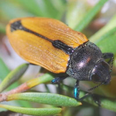 Castiarina subpura (A jewel beetle) at Black Mountain - 28 Dec 2020 by Harrisi