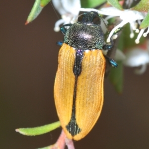 Castiarina subpura at Downer, ACT - 28 Dec 2020 11:44 PM