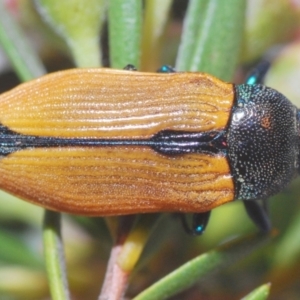 Castiarina subpura at Downer, ACT - 28 Dec 2020