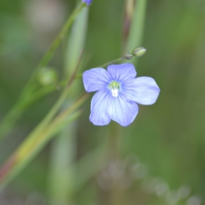 Linum marginale (Native Flax) at Yass River, NSW - 1 Nov 2020 by 120Acres