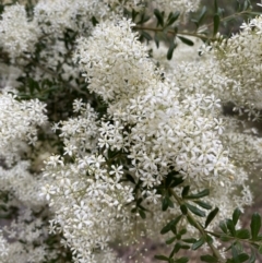 Bursaria spinosa (Native Blackthorn, Sweet Bursaria) at Tuggeranong DC, ACT - 1 Jan 2021 by TinkaTutu