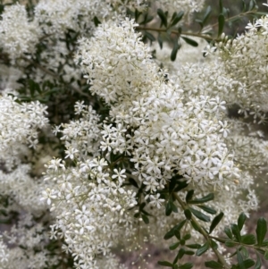 Bursaria spinosa at Tuggeranong DC, ACT - 1 Jan 2021