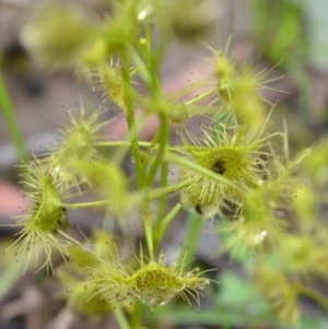 Drosera sp. at Yass River, NSW - 31 Oct 2020