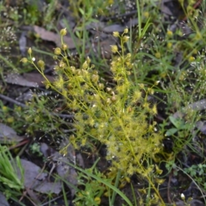 Drosera sp. at Yass River, NSW - 31 Oct 2020