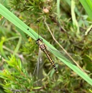 Ascalaphidae (family) at Murrumbateman, NSW - 1 Jan 2021