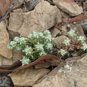 Poranthera microphylla at Forde, ACT - 1 Jan 2021 04:30 PM