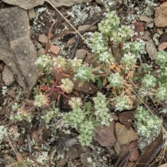Poranthera microphylla at Forde, ACT - 1 Jan 2021
