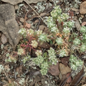 Poranthera microphylla at Forde, ACT - 1 Jan 2021 04:30 PM