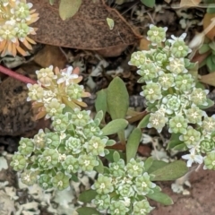 Poranthera microphylla at Forde, ACT - 1 Jan 2021
