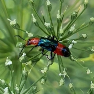 Melyridae (family) (Soft-winged flower beetle) at Pearce, ACT - 31 Dec 2020 by Shell