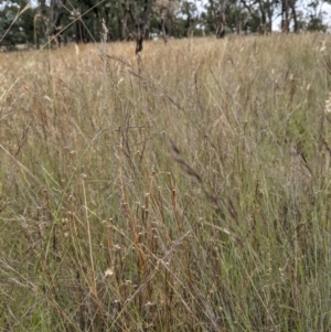 Aristida ramosa at Forde, ACT - 1 Jan 2021 04:05 PM