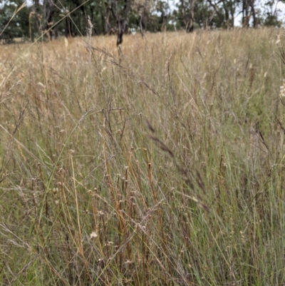 Aristida ramosa (Purple Wire Grass) at Forde, ACT - 1 Jan 2021 by abread111