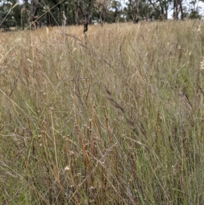 Aristida ramosa (Purple Wire Grass) at Mulligans Flat - 1 Jan 2021 by abread111