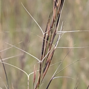 Aristida ramosa at Forde, ACT - 1 Jan 2021