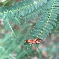 Isomoralla pyrrhoptera (A concealer moth) at Murrumbateman, NSW - 1 Jan 2021 by SimoneC
