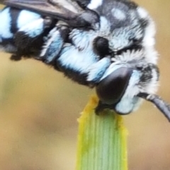 Thyreus caeruleopunctatus (Chequered cuckoo bee) at Griffith, ACT - 1 Jan 2021 by SRoss