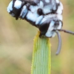 Thyreus caeruleopunctatus at Griffith, ACT - 1 Jan 2021