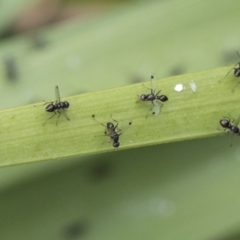 Parapalaeosepsis plebeia (Ant fly) at Higgins, ACT - 29 Dec 2020 by AlisonMilton