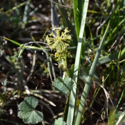 Hydrocotyle laxiflora (Stinking Pennywort) at Yass River, NSW - 31 Oct 2020 by 120Acres