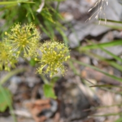 Hydrocotyle laxiflora at Yass River, NSW - suppressed