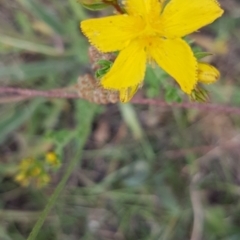 Hypericum perforatum (St John's Wort) at Bass Gardens Park, Griffith - 1 Jan 2021 by SRoss