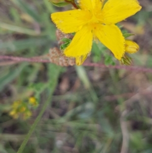 Hypericum perforatum at Griffith, ACT - 1 Jan 2021 06:40 PM