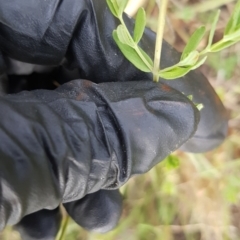 Hypericum perforatum at Griffith, ACT - 1 Jan 2021 06:40 PM