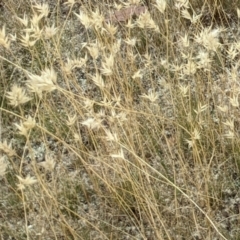 Rytidosperma (genus) (Wallaby Grass) at Forde, ACT - 1 Jan 2021 by abread111