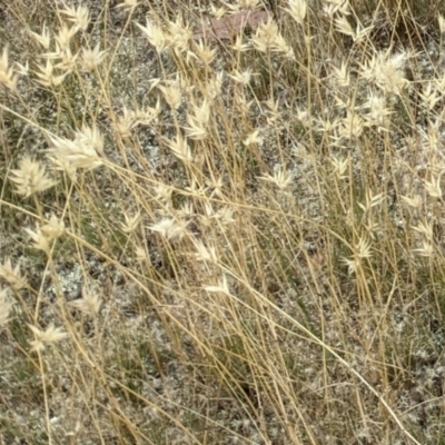 Rytidosperma (genus) (Wallaby Grass) at Forde, ACT - 1 Jan 2021 by abread111