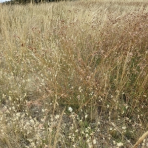 Rytidosperma sp. at Forde, ACT - 1 Jan 2021