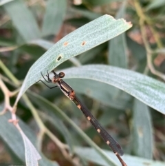 Austrolestes leda (Wandering Ringtail) at Murrumbateman, NSW - 1 Jan 2021 by SimoneC