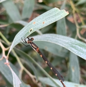 Austrolestes leda at Murrumbateman, NSW - 1 Jan 2021