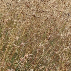 Themeda triandra at Forde, ACT - 1 Jan 2021