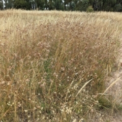 Themeda triandra at Forde, ACT - 1 Jan 2021