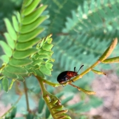 Calomela moorei (Acacia Leaf Beetle) at Murrumbateman, NSW - 1 Jan 2021 by SimoneC
