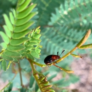 Calomela moorei at Murrumbateman, NSW - 1 Jan 2021