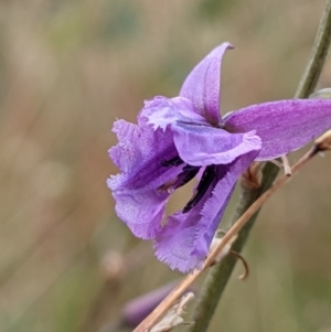 Arthropodium fimbriatum at Mulligans Flat - 1 Jan 2021