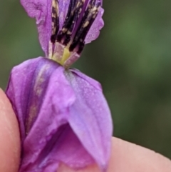 Arthropodium fimbriatum at Mulligans Flat - 1 Jan 2021