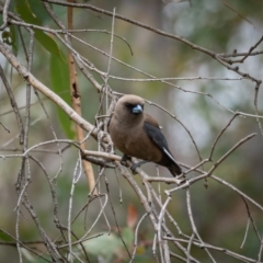 Artamus cyanopterus cyanopterus (Dusky Woodswallow) at Mullion, NSW - 1 Jan 2021 by trevsci