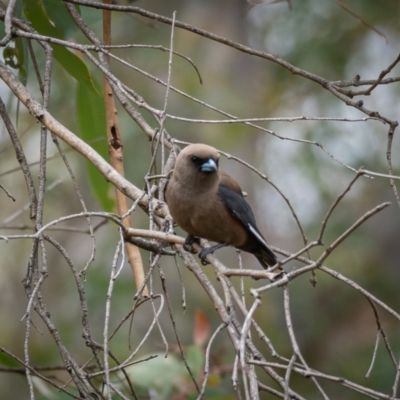 Artamus cyanopterus (Dusky Woodswallow) at Mullion, NSW - 1 Jan 2021 by trevsci