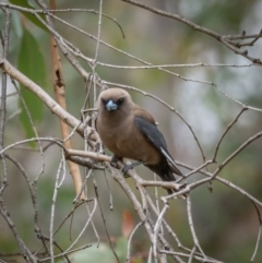 Artamus cyanopterus cyanopterus at Mullion, NSW - 1 Jan 2021