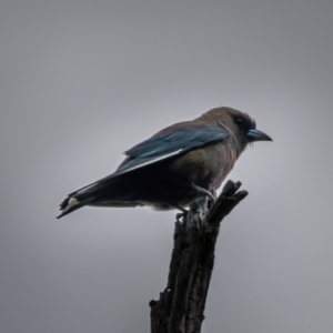 Artamus cyanopterus at Mullion, NSW - 1 Jan 2021