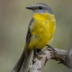 Eopsaltria australis (Eastern Yellow Robin) at Mullion, NSW - 1 Jan 2021 by trevsci